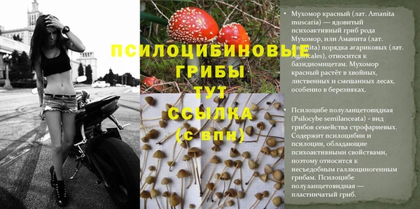 мдпв Богданович